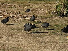 090809_San_Ceferino 071
